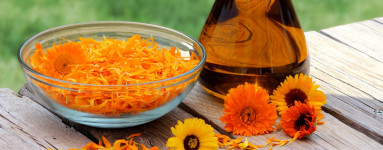 Ognjič (Calendula officinalis)